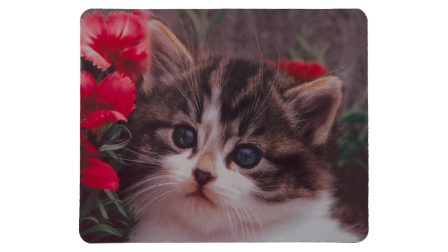Katt med blommor framsida
